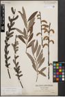 Foto von Salix cinerea L. x Salix eleagnos Scop.